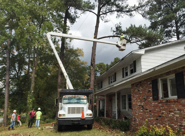 Professional Tree Services in Edgewood, OH