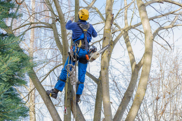 Mulching Services in Edgewood, OH